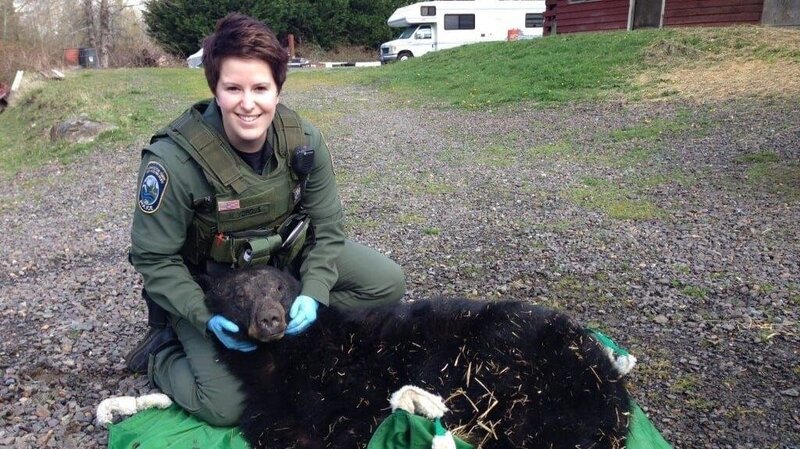 Officer Porous with a sedated black bear. – Bild: Animal Planet  /​ Discovery Communications