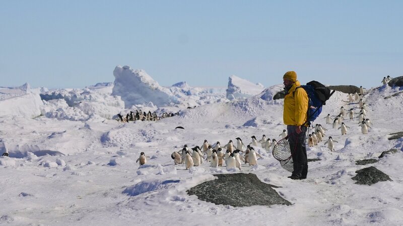 Pinguinforscher Dr. Simeon Lisovski vom Alfred-Wegener-Institut lässt eine Gruppe Adéliepinguine passieren. – Bild: ZDF