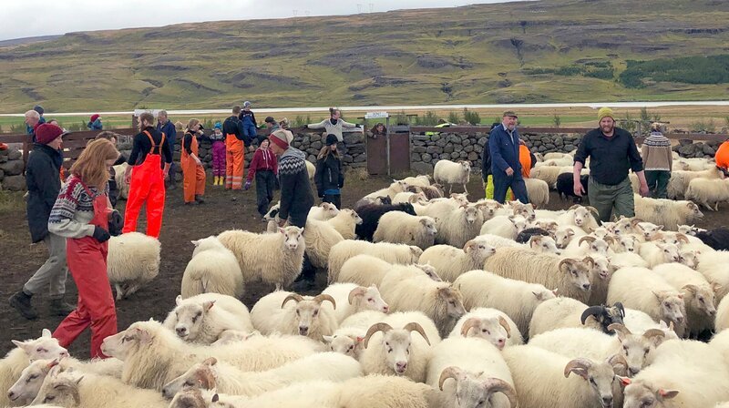 Cowboy-Stimmung am Fjord: Jedes Jahr im Herbst treiben die Farmer von Fljotsdalur rund 2.500 Schafe aus dem Hochland zurück ins Tal. „Réttir“ nennt sich der traditionelle Schafabtrieb, bei dem sich alle Schäfer und Familien gegenseitig beim Treiben und Sortieren der Tiere helfen. – Bild: NDR/​nonfictionplanet/​Annette Plomin