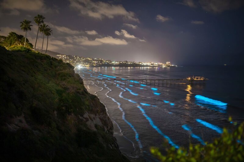 Blaue Brandung vor San Diego – Bild: ServusTV / Terra Mater Studio Gmbh / Nathan Dappen Blaue Brandung vor San Diego – Bild: ServusTV / Terra Mater Studio Gmbh / Nathan Dappen