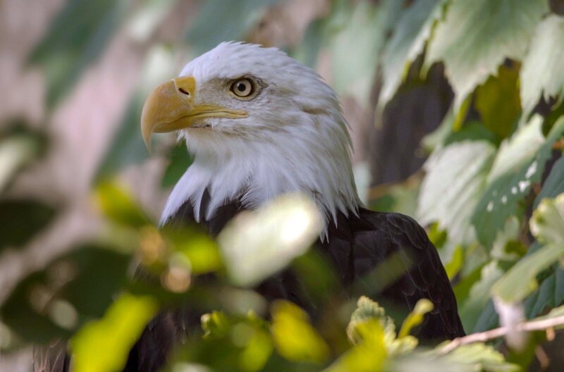 Heute arbeiten immer mehr Menschen daran, der Natur rund um den Eriesee zum Comeback zu verhelfen. Mit Erfolg: Der Weißkopfseeadler ist wieder zurückgekehrt. – Bild: Längengrad Filmproduktion