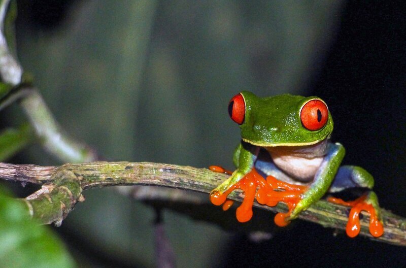 Costa Rica ist berühmt für Nationalparks und Tropenwälder voller seltener Tiere. Der Rotaugenlaubfrosch ist Costa Ricas geheimes Wappentier. – Bild: Längengrad Filmproduktion