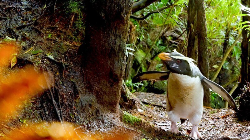 Der Dickschnabelpinguin – Bild: Vision Airways /​ ORF /​ Marc Lapwood