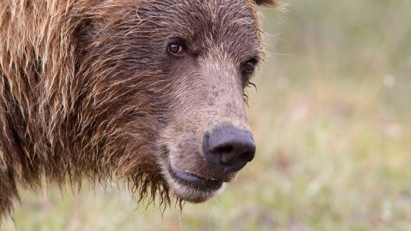 Ein Grizzlybär wartet geduldig darauf, dass die Natur Alaskas im Sommer ihre reichen Gaben hervorbringt. – Bild: 3sat