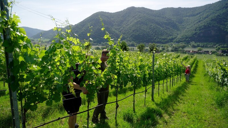 Die Wachau, Weingut Schmelz mit Thomas, Monika und Bianca Schmelz. – Bild: ZDF und ORF/​Wega Film Wien
