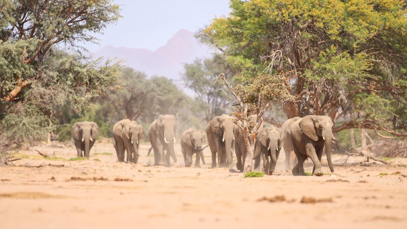 Wüstenelefanten sind eine Form des afrikanischen Elefanten. Wie alle Elefanten leben sie in Herden, die von Weibchen angeführt werden: ein klassisches Matriarchat. – Bild: BR/Text und Bild Medienproduktion/Willem Petersen Wüstenelefanten sind eine Form des afrikanischen Elefanten. Wie alle Elefanten leben sie in Herden, die von Weibchen angeführt werden: ein klassisches Matriarchat. – Bild: BR/Text und Bild Medienproduktion/Willem Petersen