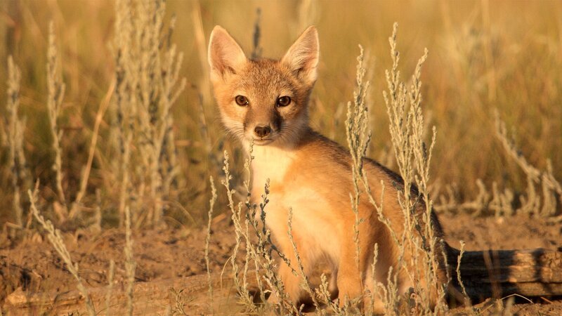 Der Swift-Fuchs war Anfang des 20. Jahrhunderts bereits aus großen Teilen der Prärie verschwunden. Erfolgreiche Wiederansiedlungsprogramme brachten den kleinen Jäger zurück. – Bild: Terra Mater