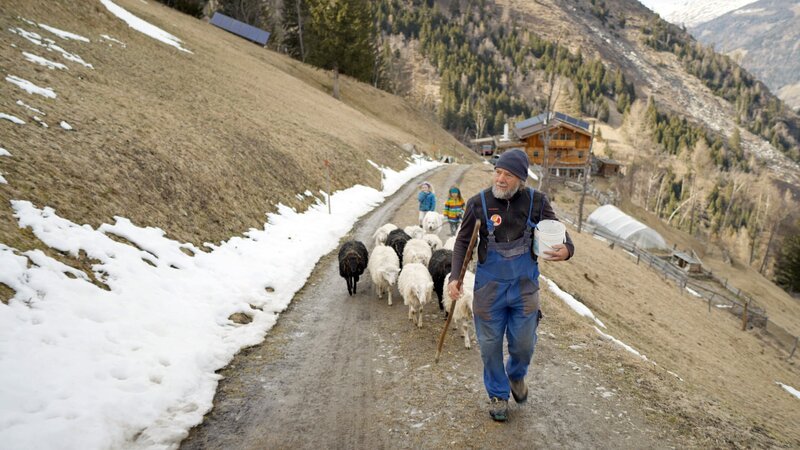 Michael Knollseisen leitet seine Schafherde am Hof zur Wiese. – Bild: ORF/​EMB/​Leopold Fuchs