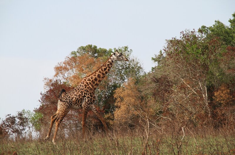 Eine Giraffe am Rande eines der heiligen Wälder. Wo einst ein dichter Dschungel an Kenias Küste existierte, wechseln sich heute Savanne und Waldgebiete ab. – Bild: BR/​SWR/​Rüdiger Lorenz