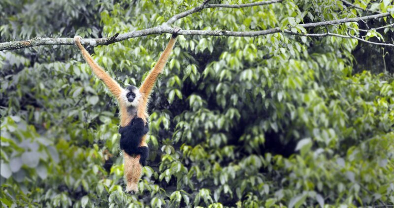 Der Schwarze Schopfgibbon ist ein Bewohner der Dschungelregionen. – Bild: Terra Mater Factual Studios /​ Mark Fletcher Productions /​ Colorful Nature Film