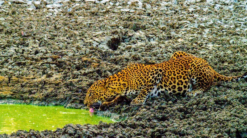 Ein Leopard trinkt aus einem der letzten verbleibenden Tümpel; das Wasser sieht alles andere als einladend aus. – Bild: Terra Mater Factual Studios