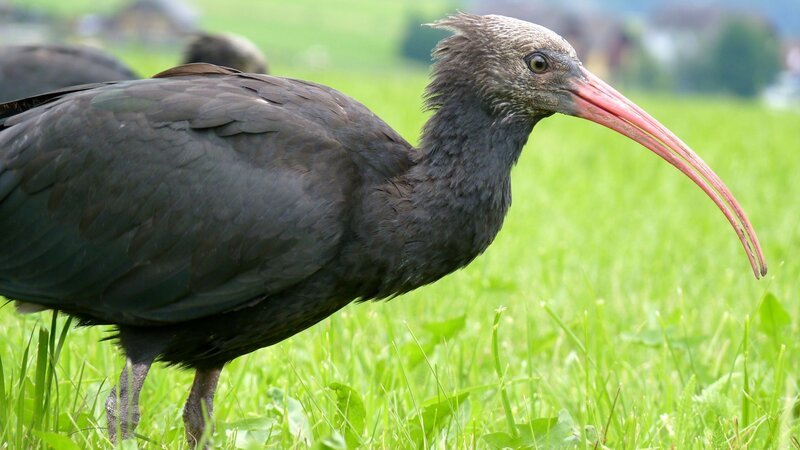 Der Waldrapp galt als vergessen, war seit dem Mittelalter in Deutschland ausgestorben. Nur im Zoo haben einige Exemplare überlebt. Doch die Zugvögel haben den Weg in ihre warmen Winterquartiere vergessen. – Bild: BR/​A. Vogel