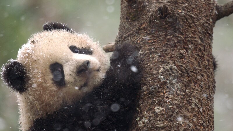 Panda-Junges, das gut behütet den Tag über auf einem Baum verbringt und auf die Rückkehr seiner Mutter wartet. – Bild: Terra Mater Factual Studios /​ Mark Fletcher Production /​ Jacky Poon