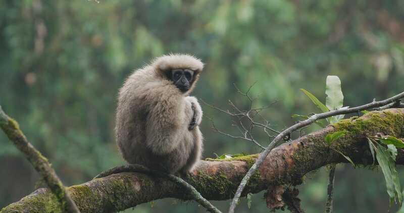 Dieses alte Weibchen ist die Partnerin des jungen Männchens – haben sich Gibbon-Paare durch ihren Gesang gefunden, bleiben sie ihr Leben lang zusammen. – Bild: Terra Mater Factual Studios / Mark Fletcher Productions / Colorful Nature Films / Olivia Chen Dieses alte Weibchen ist die Partnerin des jungen Männchens – haben sich Gibbon-Paare durch ihren Gesang gefunden, bleiben sie ihr Leben lang zusammen. – Bild: Terra Mater Factual Studios / Mark Fletcher Productions / Colorful Nature Films / Olivia Chen