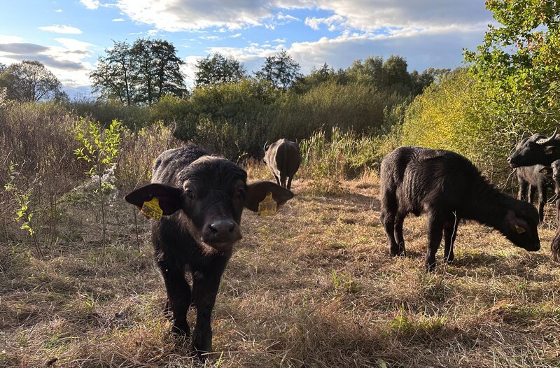 Wasserbüffelkälber auf einer naturnahen Auenfläche an der Vils, nachdem sie ihre Ohrmarken bekommen haben. Die beiden haben, wie die anderen zwei Kälber, die Aktion gut überstanden. Weiteres Bildmaterial finden Sie unter www.br-foto.de. – Bild: BR/​Markus Schmidbauer