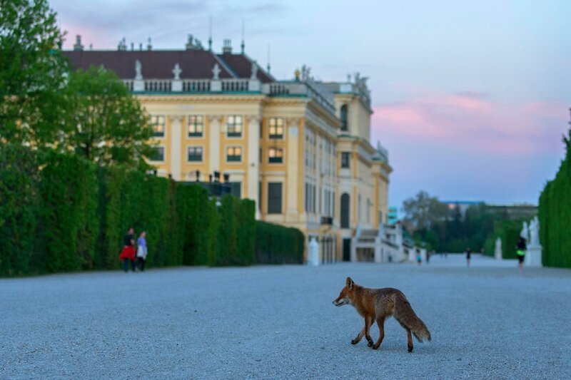Fuchs in Schönbrunn – Bild: Georg u. Verena Popp-Hacker /​ Terra Mater Studios GmbH