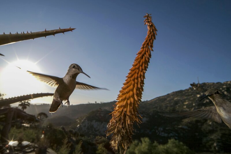 Kolibris auf Futtersuche haben eine Blütenstaude im Visier – Bild: ServusTV/​Terra Mater Studio GmbH/​Nathan Dappen