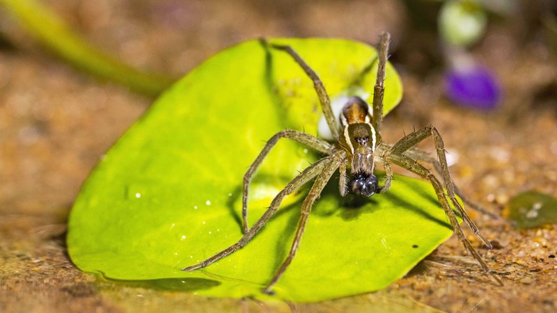 Das Netz - Die unglaubliche Welt der Spinnen – Bild: N24 Doku