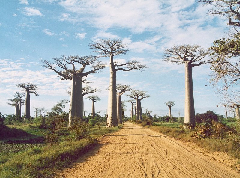 Baobab Allee im Tsingy de Bemaraha Nationalpark. – Bild: ZDF und SWR.