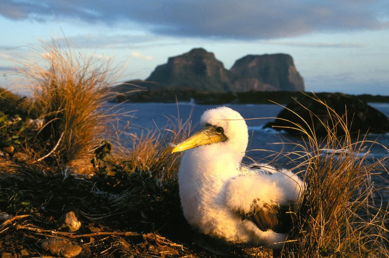 „Lord Howe – Das vergessene Paradies“, Es ist ein Ort mit einer unglaublich reichhaltigen Flora und Fauna, deren Erforschung noch in den Kinderschuhen steckt: die Insel Lord Howe Island zwischen Australien und Neuseeland. Dies ist die erste Dokumentation über das wahrscheinlich letzte völlig von der Außenwelt abgeschnittene Naturreservat unserer Erde.  SENDUNG: ORF3 – MI – 28.11.2018⁠–⁠15:25 UHR. – Veroeffentlichung fuer Pressezwecke honorarfrei ausschliesslich im Zusammenhang mit oben genannter Sendung oder Veranstaltung des ORF bei Urhebernennung. – Bild: ORF