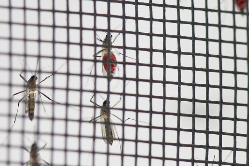 Blutsaugende Mücken im Labor – Bild: ZDF /​ © ECO Media/​Sven Kiesche
