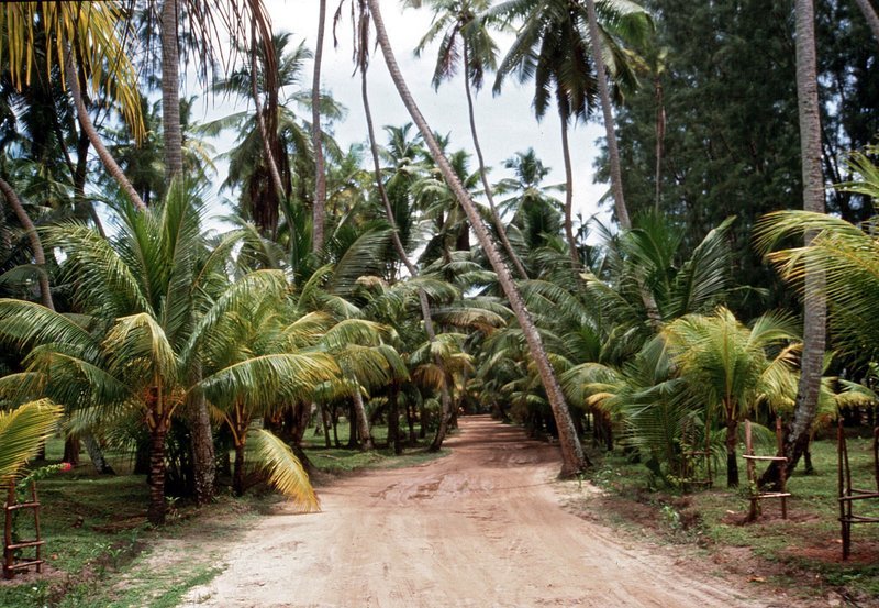 Urwald auf der Seychelleninsel Mahé. – Bild: HR/​Meinolf Schmitz