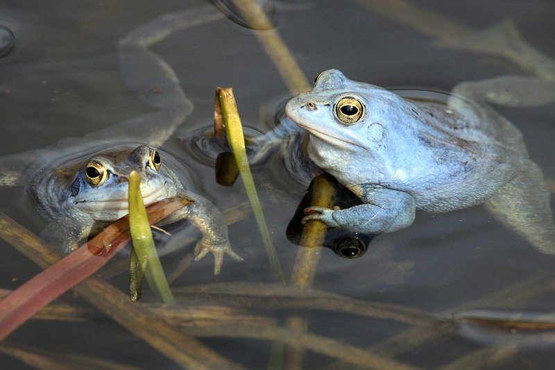 Im Reich des Froschkönigs – Bild: MDR/​Frank Koschewski