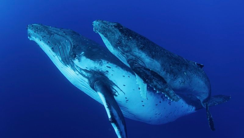 Whales – Bild: Terra Mater /​ Wild Logic