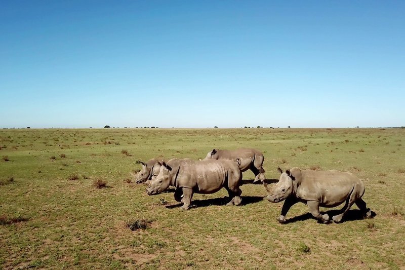 Der illegale Handel mit Nashorn-Hörnern könnte eine der ältesten Spezies der Welt ausrotten. – Bild: ART