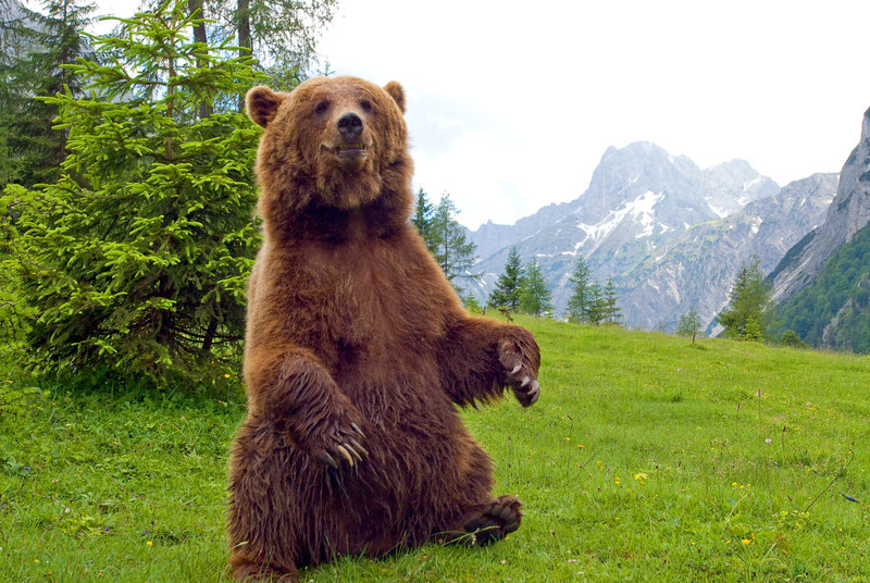 Der Bär ist los! fernsehserien.de