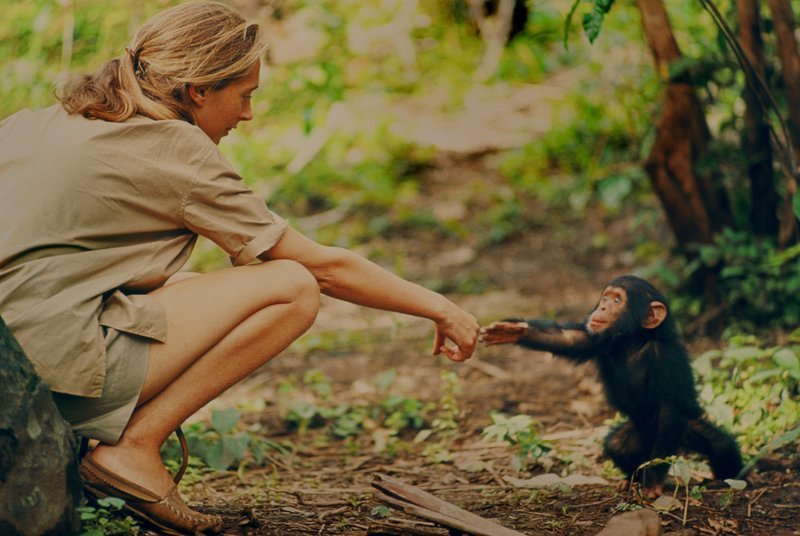 Gombe, Tanzania – Jane Goodall and infant chimpanzee Flint reach out to touch each other’s hands. Flint was the first infant born at Gombe after Jane arrived. With him she had a great opportunity to study chimp development?and to have physical contact, which is no longer deemed appropriate with chimps in the wild. The feature documentary JANE will be released in select theaters October 2017. (National Geographic Creative/​ Hugo van Lawick) – Bild: 20th Century Fox /​ National Geographic Creative /​ Hugo van Lawick