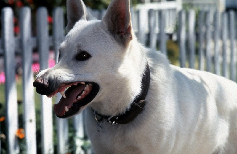 Der weiße Hund von Beverly Hills – Bild: 1982 by Paramount Pictures. All Rights Reserved. Lizenzbild frei Der weiße Hund von Beverly Hills – Bild: 1982 by Paramount Pictures. All Rights Reserved. Lizenzbild frei
