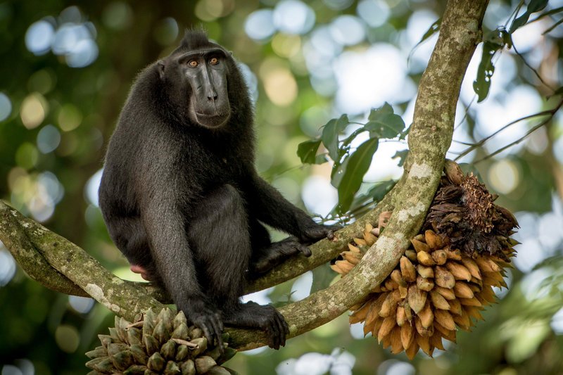 Tarzan in einem Baum. – Bild: ORF Tarzan in einem Baum. – Bild: ORF