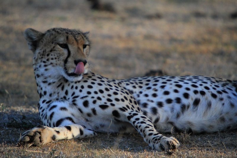 Ein Gepard in der Serengeti. – Bild: BR/​Udo Zimmermann