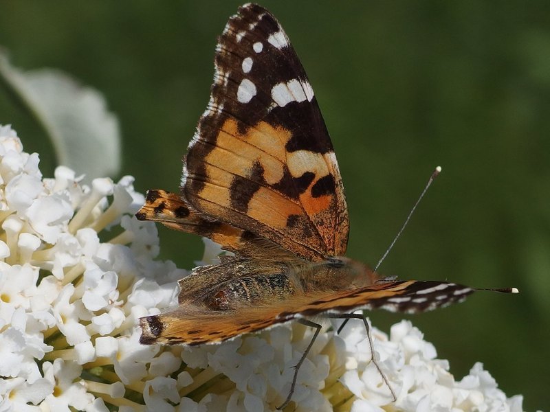 Unbekannte Welten: Der Mikrokosmos der Spinnen, Milben und Insekten – Bild: Copyright ITV MEDIA GROUP Unbekannte Welten: Der Mikrokosmos der Spinnen, Milben und Insekten – Bild: Copyright ITV MEDIA GROUP