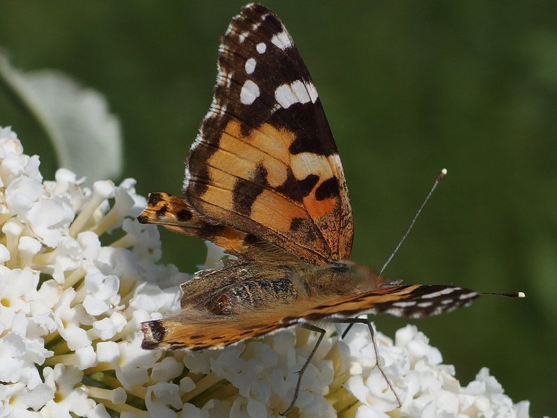 Unbekannte Welten: Der Mikrokosmos der Spinnen, Milben und Insekten – Bild: Copyright ITV MEDIA GROUP