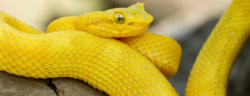 Snakes: Vorsicht Schlangen – Bild: Copyright ITV MEDIA GROUP