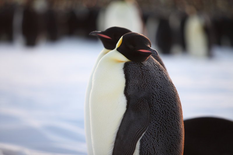 Pengi und Sommi: Die neue Reise der Pinguine – Bild: Copyright ITV MEDIA GROUP