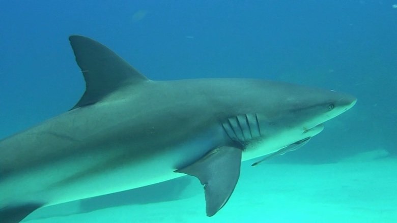 Abenteuer Bahamas – Bild: Copyright ITV MEDIA GROUP