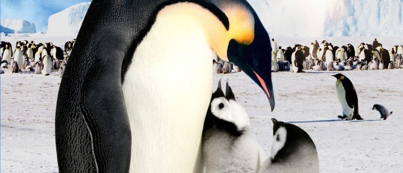 Pengi Und Sommi: Die Neue Reise Der Pinguine – Fernsehserien.de