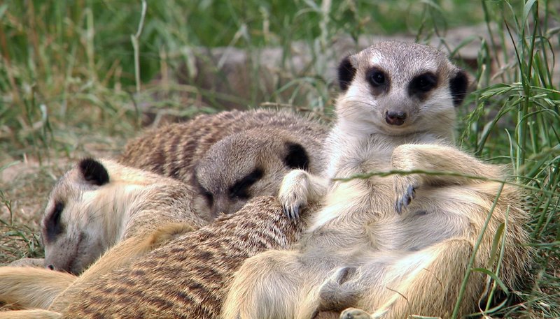Giraffe Erdmännchen Und Co