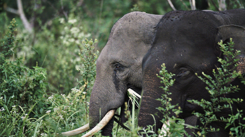 Der sechste Sinn der Tiere – Bild: Conan Fitzpatrick /​ ZDF/​Conan Fitzpatrick
