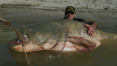 River Jaws - Riesenfische in unseren Flüssen – Bild: PLANET