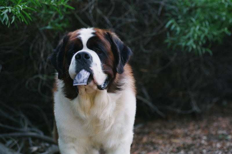Beethoven begibt sich in den Sommerferien auf Schatzsuche - ein Abenteuer für Mensch und Tier ... – Bild: ProSieben Media AG © Universal Pictures Beethoven begibt sich in den Sommerferien auf Schatzsuche - ein Abenteuer für Mensch und Tier ... – Bild: ProSieben Media AG © Universal Pictures