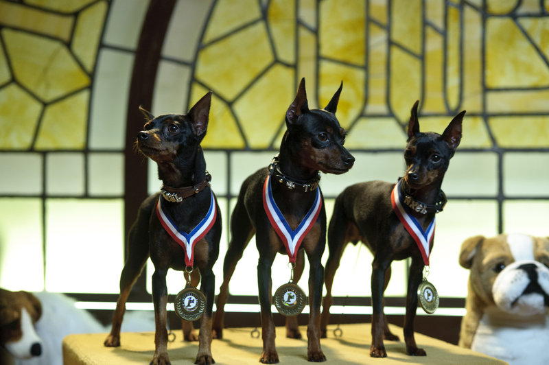 Marley und Ich II - Der frechste Welpe der Welt – Bild: Puls 8