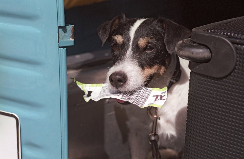 Mischlingshund Paulchen hat großen Appetit auf Papier und richtet damit einige Verwirrungen an. – Bild: Puls 8