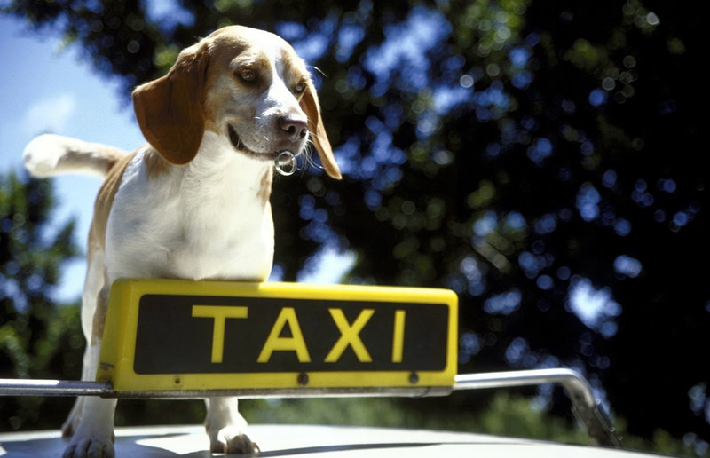 Mein Papa mit der kalten Schnauze – Bild: Puls 8