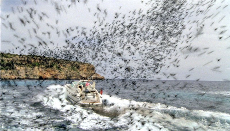 Auf der schönen Balearen-Insel Mallorca attackieren aggressive Bienenschwärme Menschen und Tiere. – Bild: Puls 8