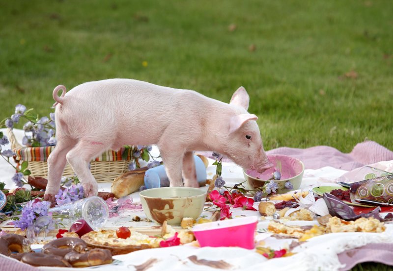 Rennschwein Rudi Rüssel S03E10 Ein Kuss für Rudi fernsehserien.de