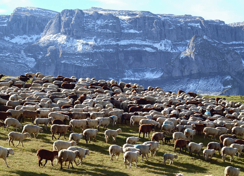 Alpsummer – Bild: SRF/​Settebeool Filmproduktion/​Thomas Horat